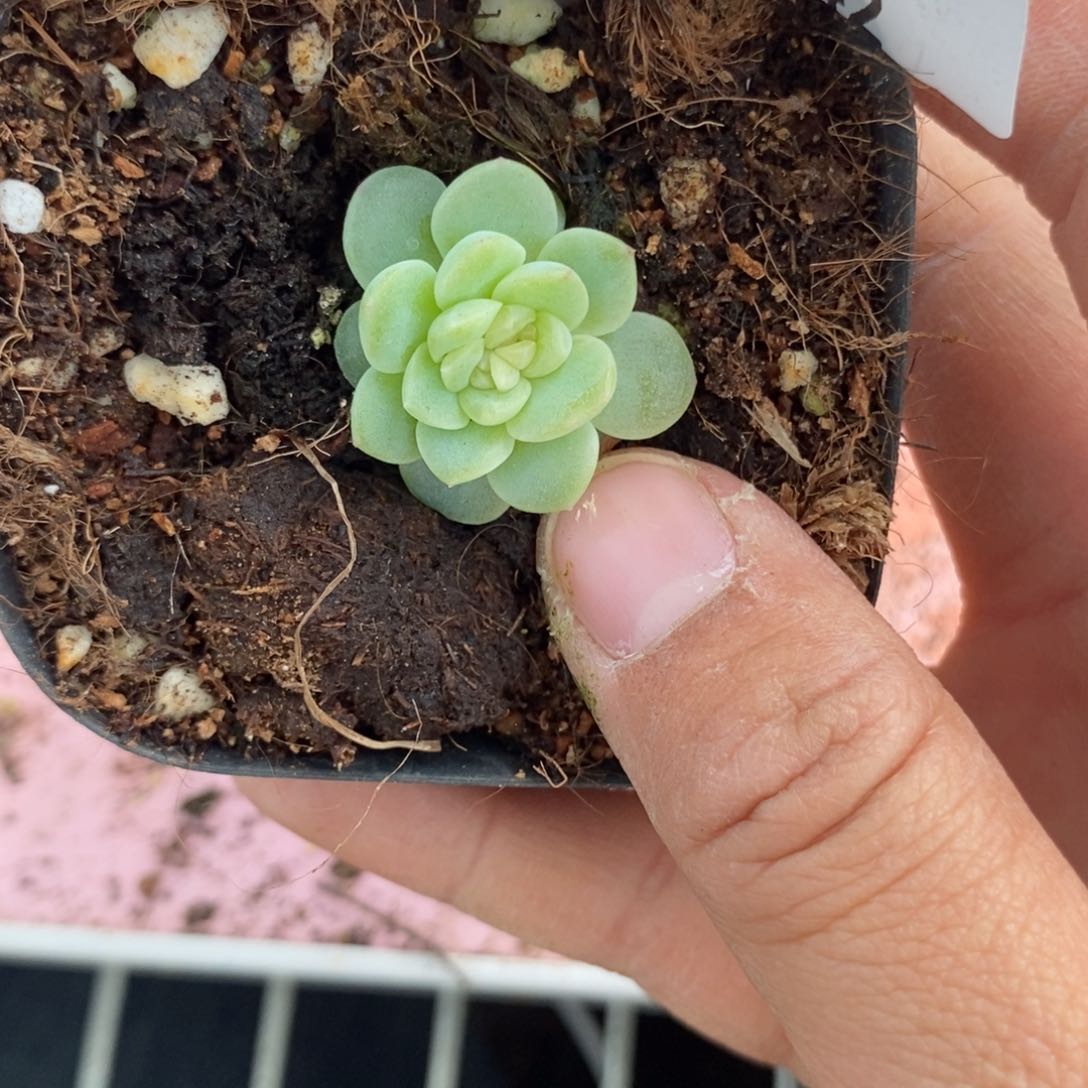 周****式标签742无尽灯一个多肉