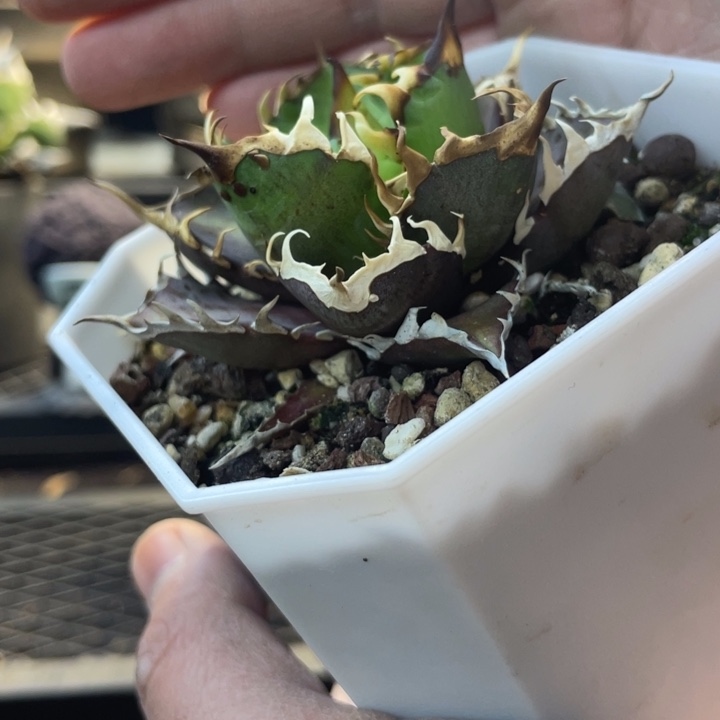 【闪购商品】紅貓燈養