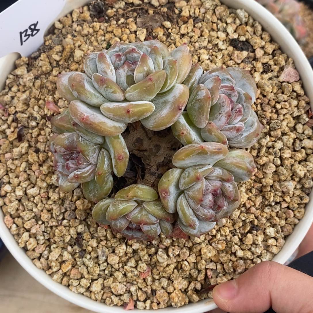 五头绿底紫心     圈圈