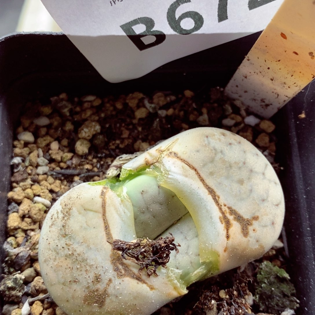 我是一只小小鸟地域鬼的672