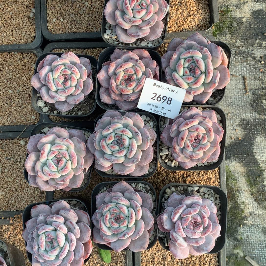 2698十颗瑕疵单星影脱土包邮