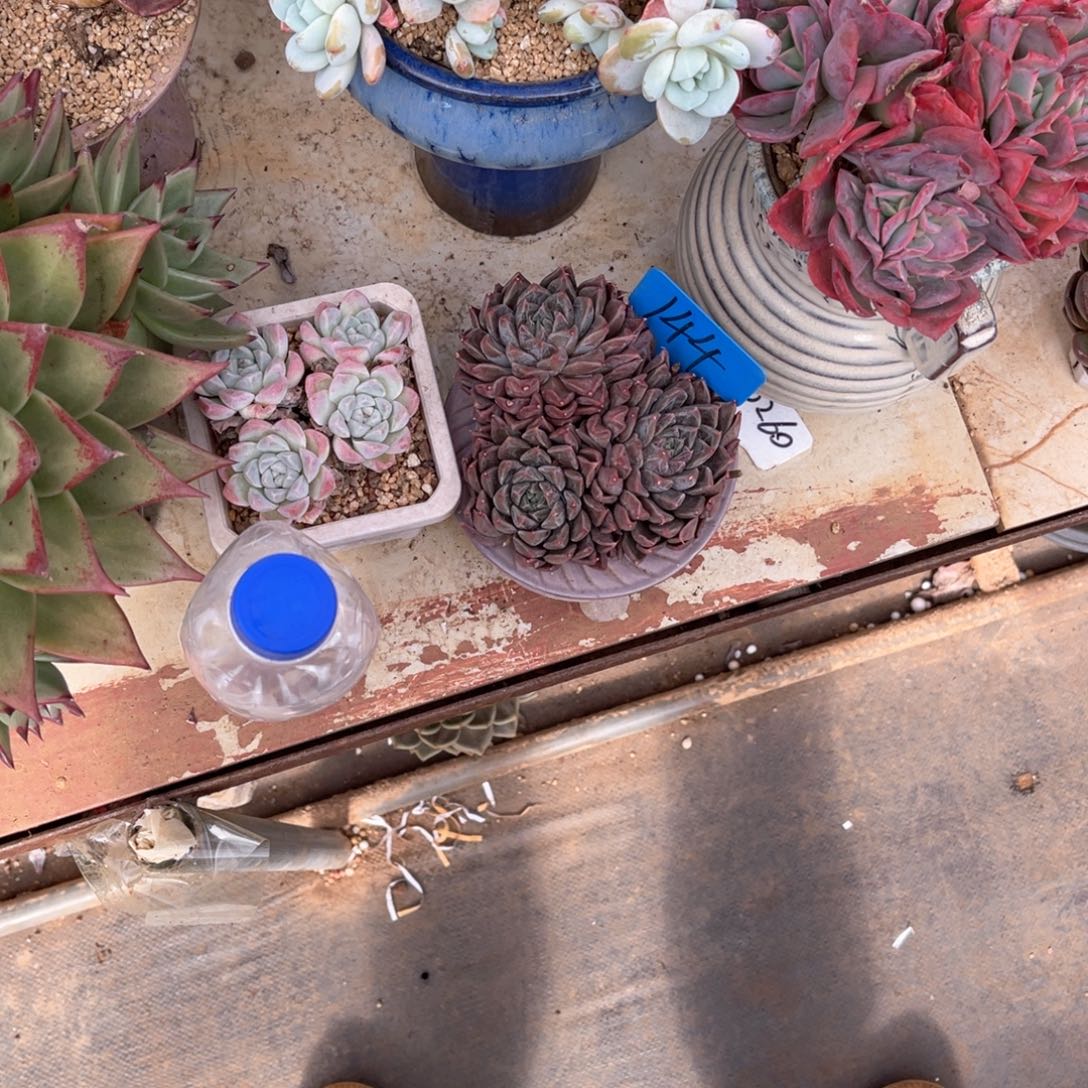 漠*144圣徒杂多肉