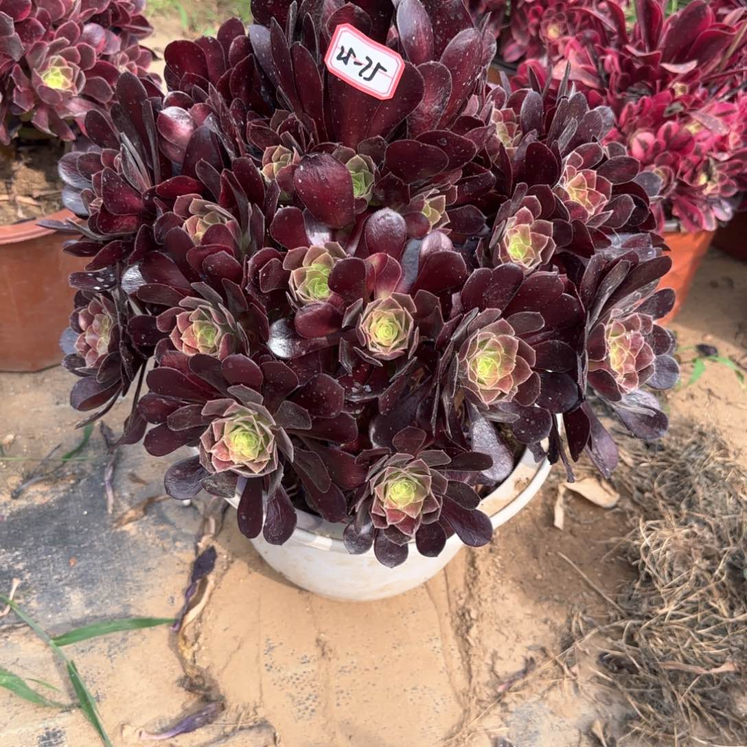 25-75华纳多肉植物