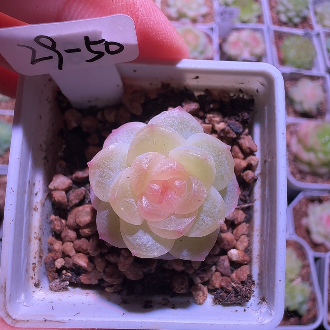 很***软29-50新品星阙单头