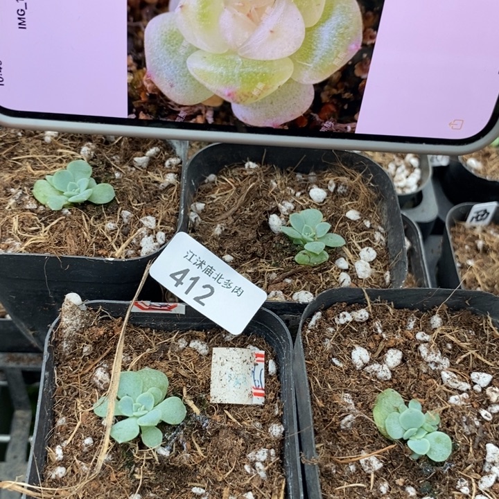 标412白鹿甜心一个量拍