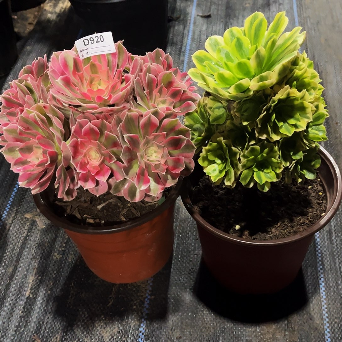 完全开放多肉植物920两小颗