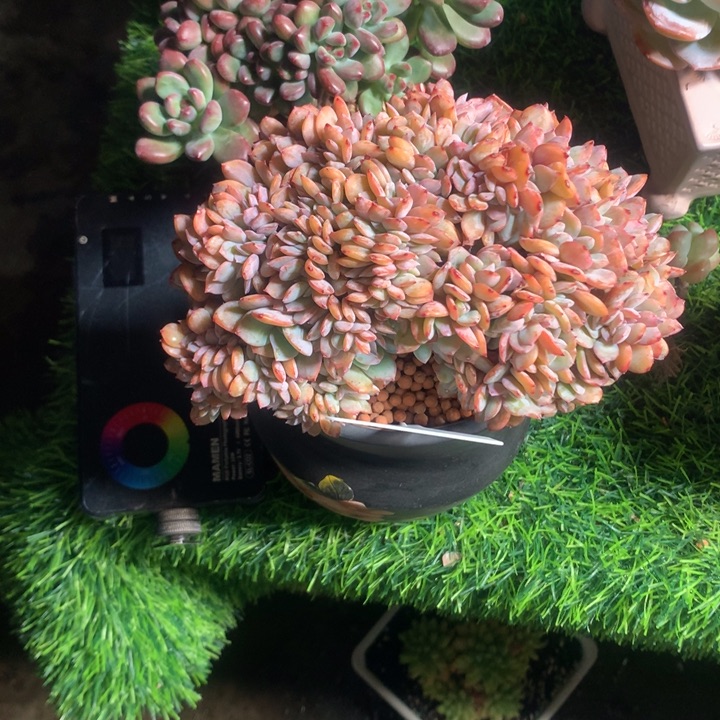 百凤老桩带盆多肉寄养