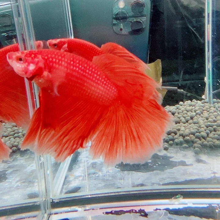 斗鱼黑155号巨斗半月