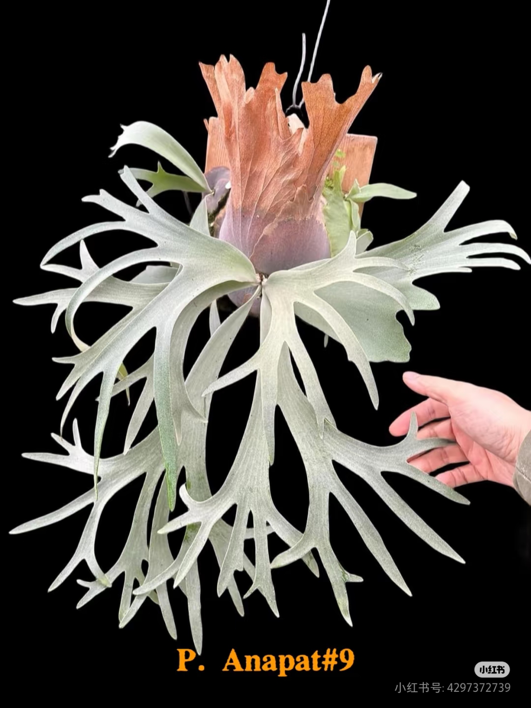 A9鹿角蕨孢子苗，anapat系列小体爪哇鹿角蕨之一