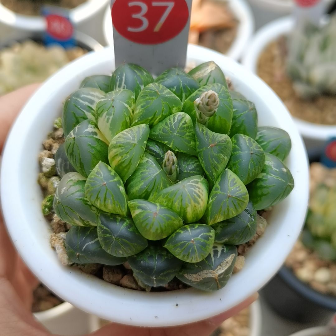 37号塑料皮玉露锦一物一拍带盆土发货