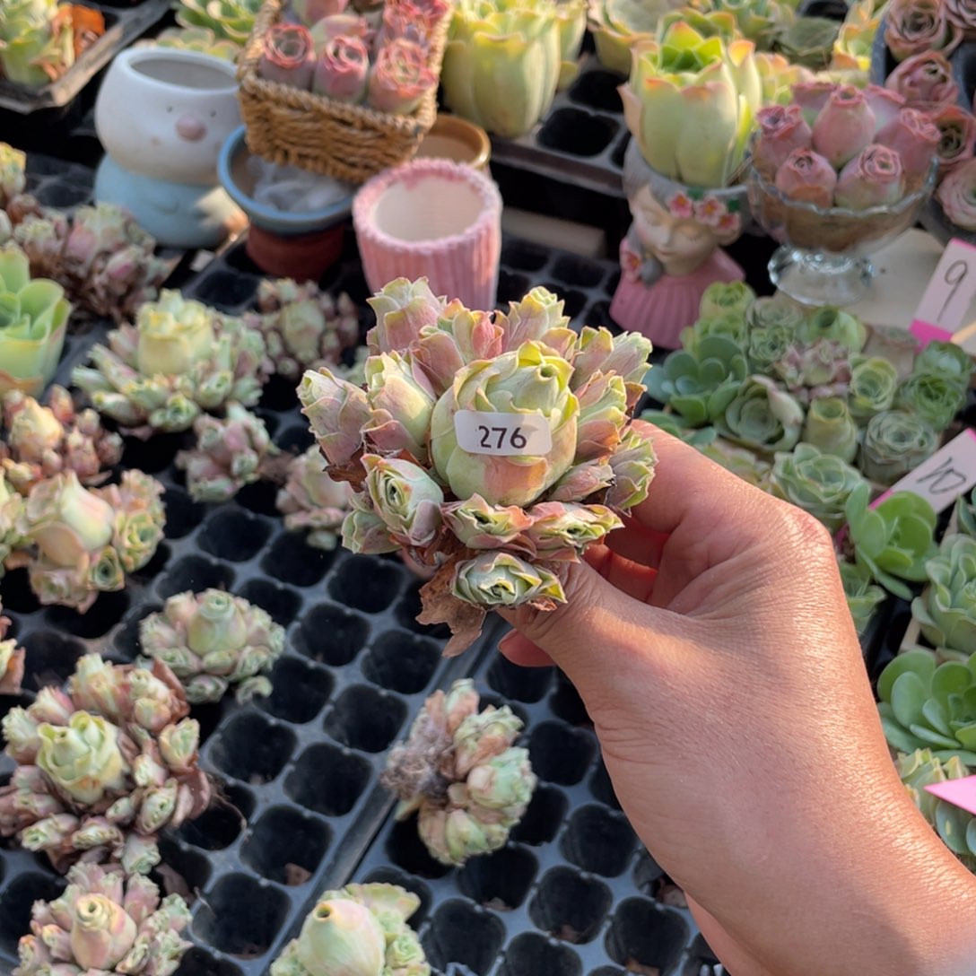 珠***侠山地玫瑰多肉植物花卉276