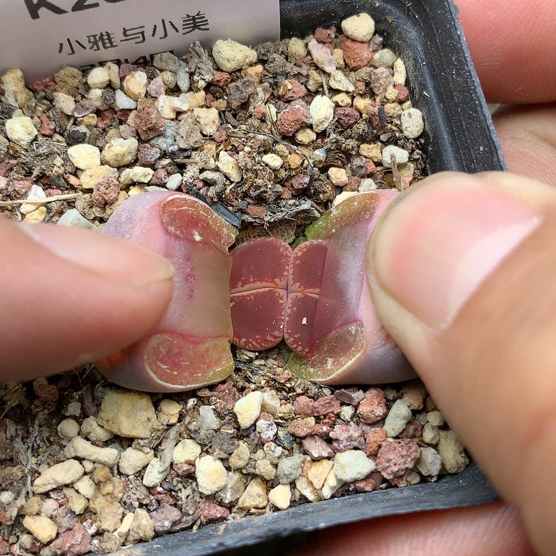 K235多肉植物保护