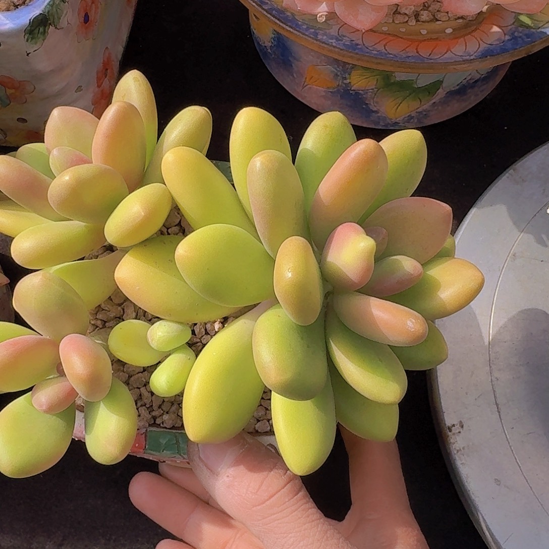 芒果奶多肉一物一拍