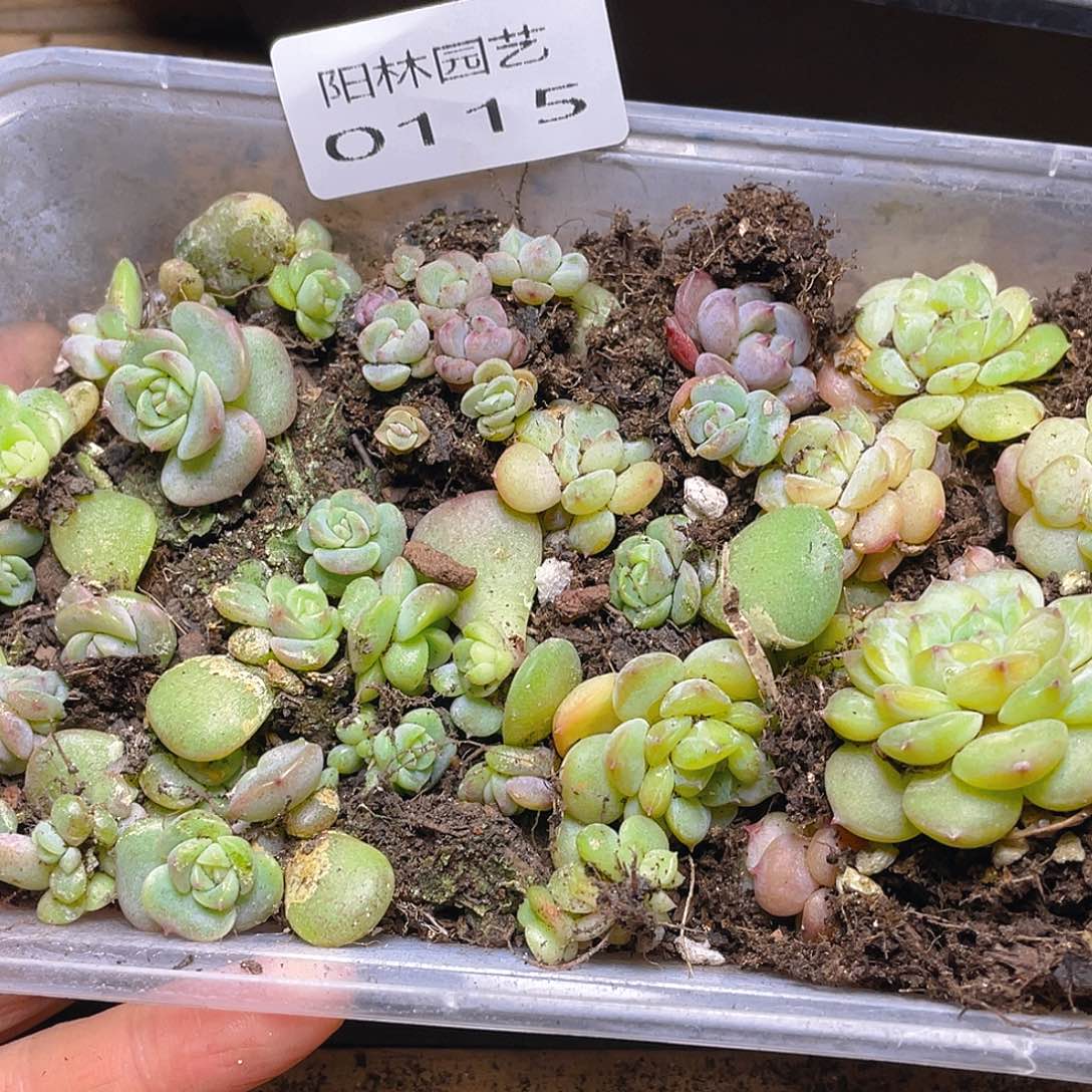 多肉植物多肉植物115