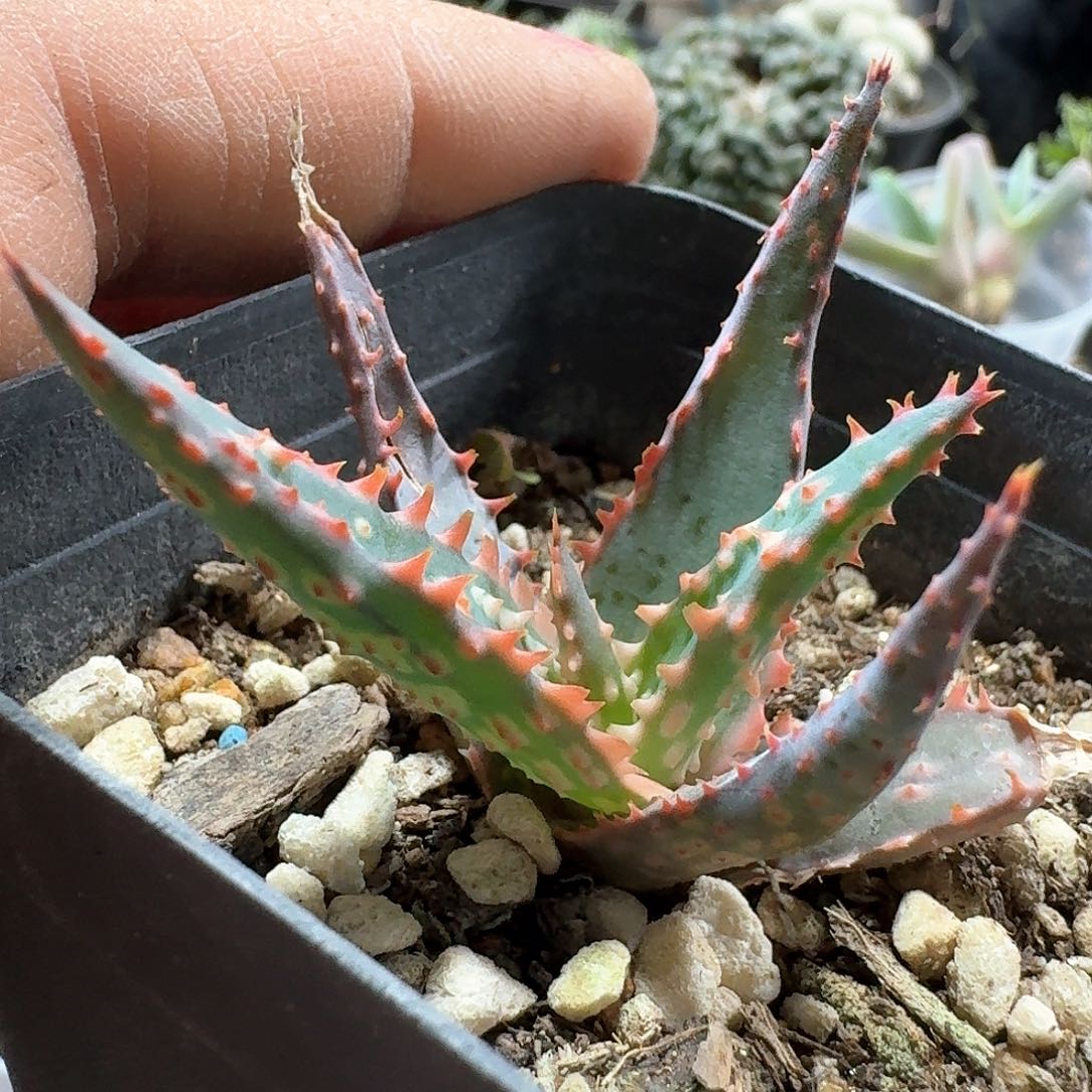 902园艺芦荟脱土发货