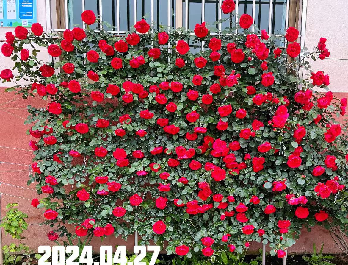 藤本红苹果爬藤月季2.5米大苗当年开花