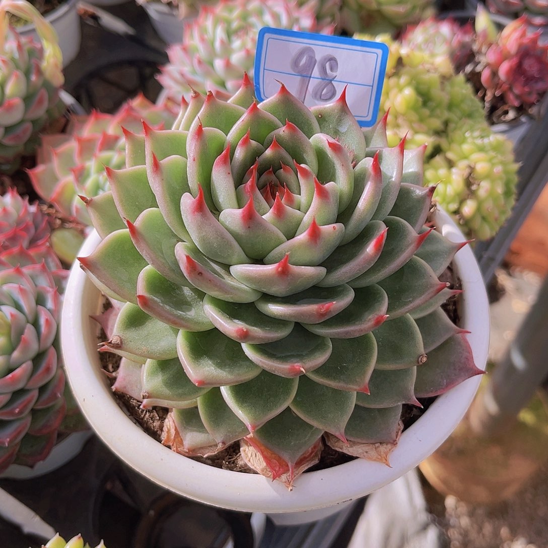 11.5公分托斯卡99999999999