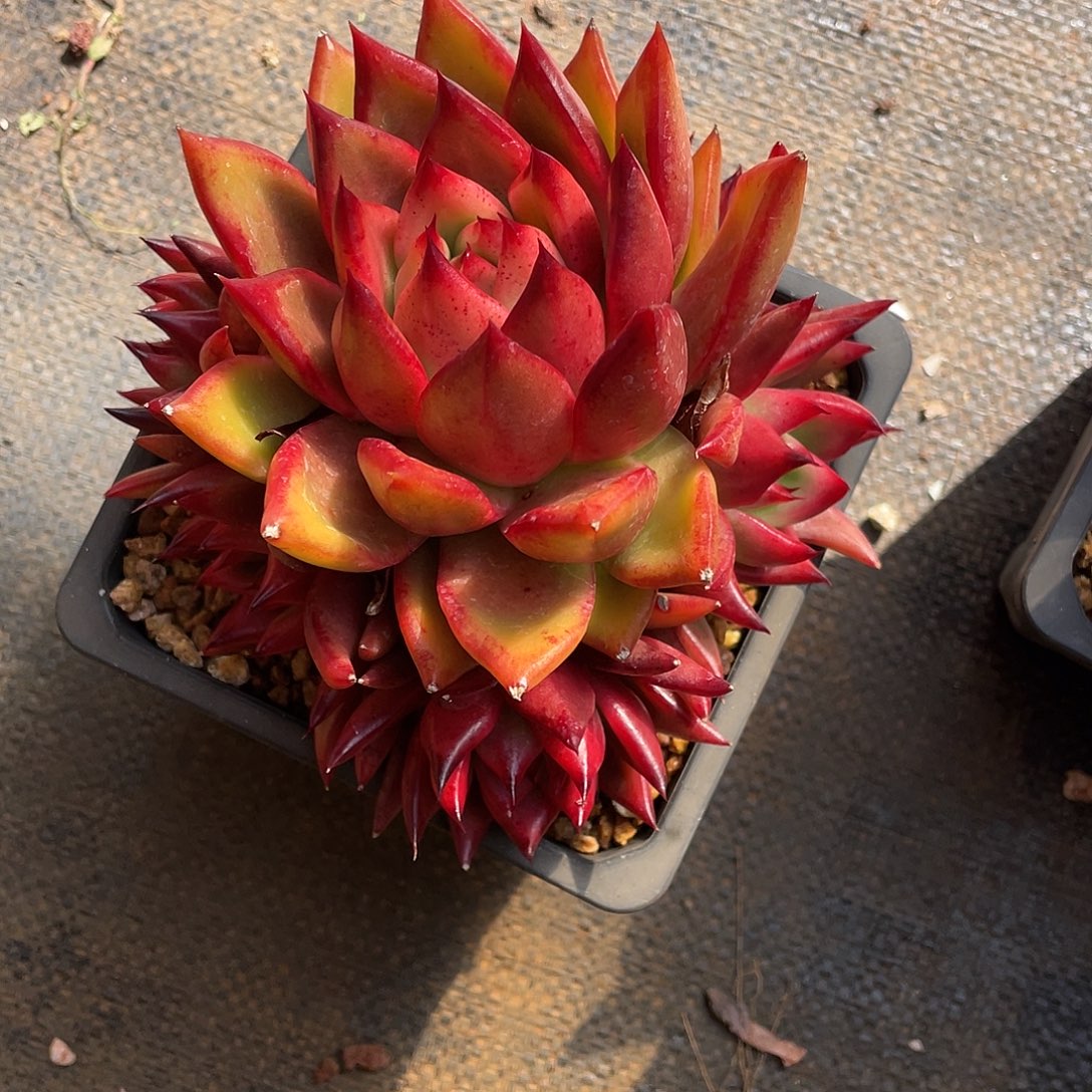 南***3多肉植物一物一拍