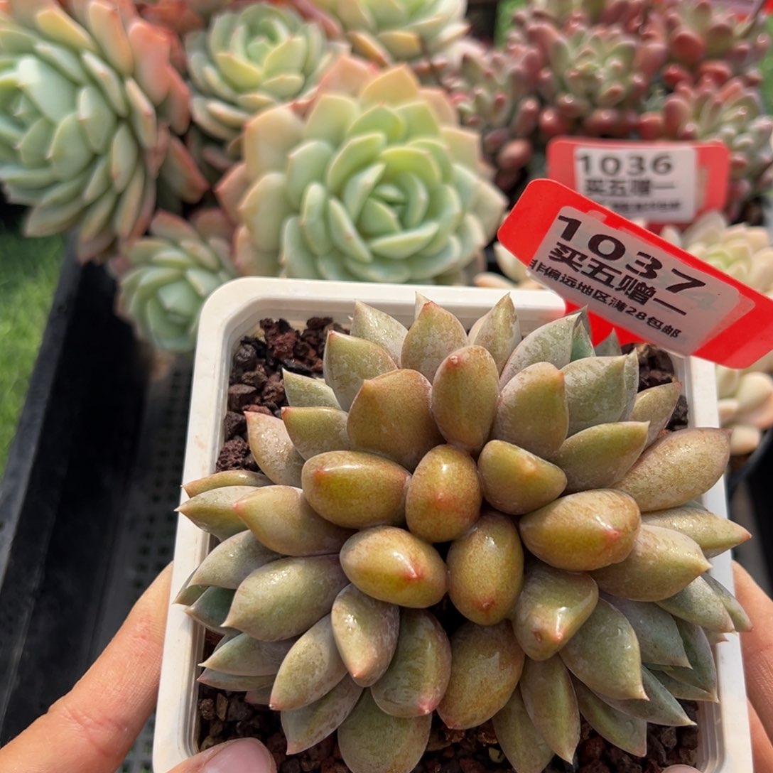表妹精品多肉1037.