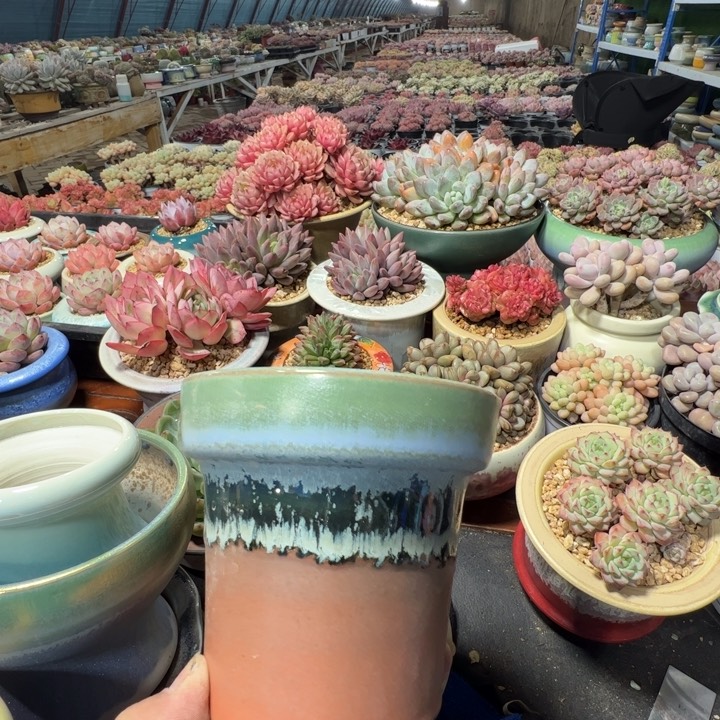 特价花盆满50发货内口10