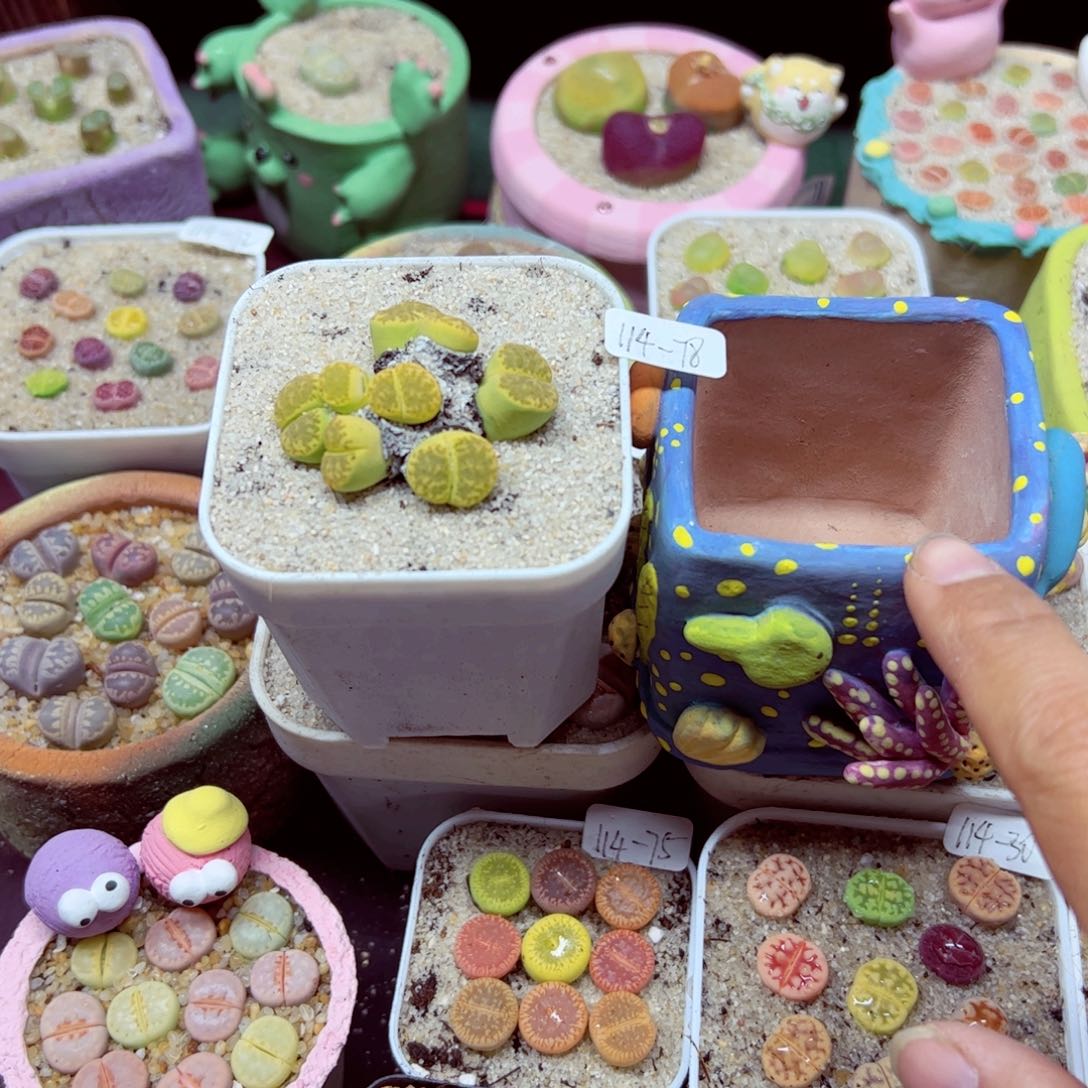 ୧**114优秀的肉肉78