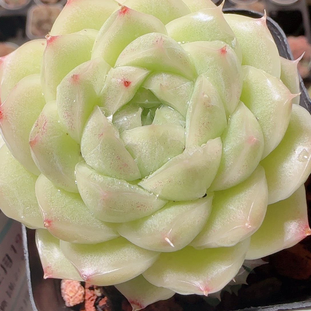 花语多肉1219-138散