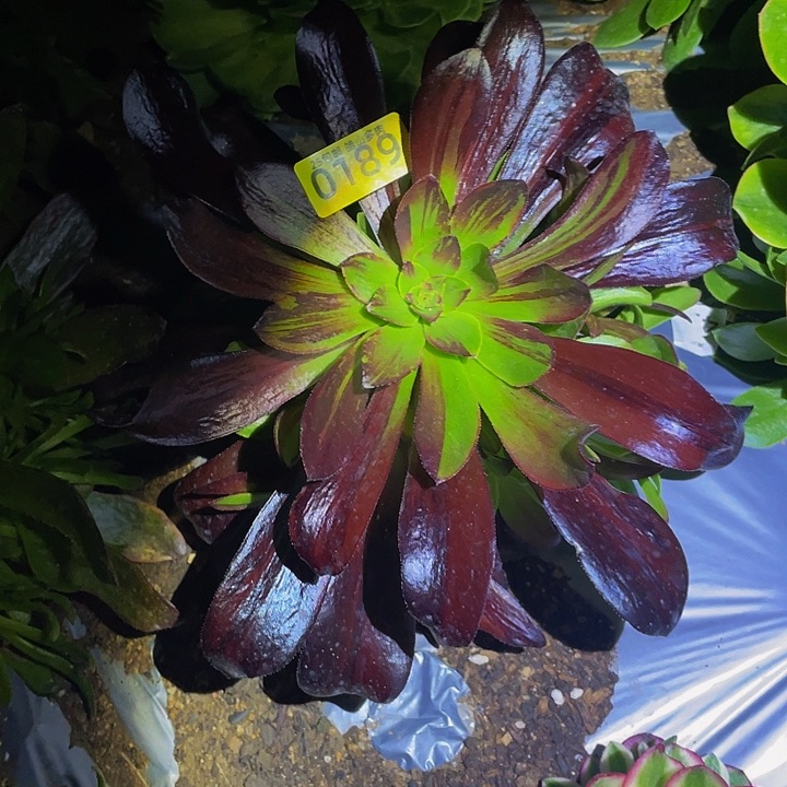 0189欧若拉多肉植物