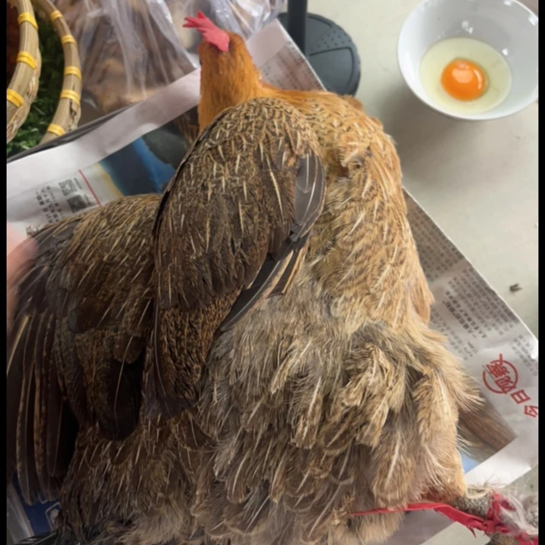 高山家养老母鸡（喂五谷杂粮）