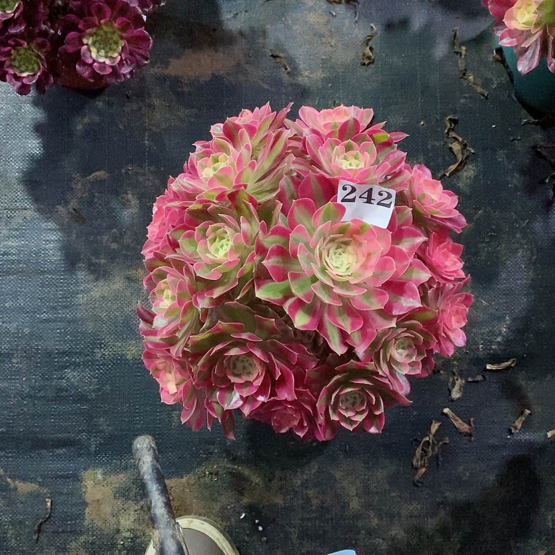 V*.粉女巫242多肉法师植物