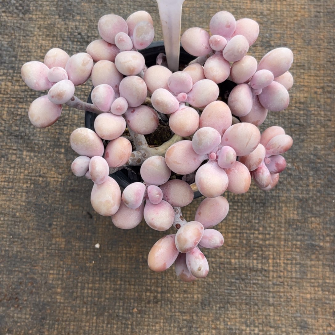 素***花云尘多肉一物一拍1227