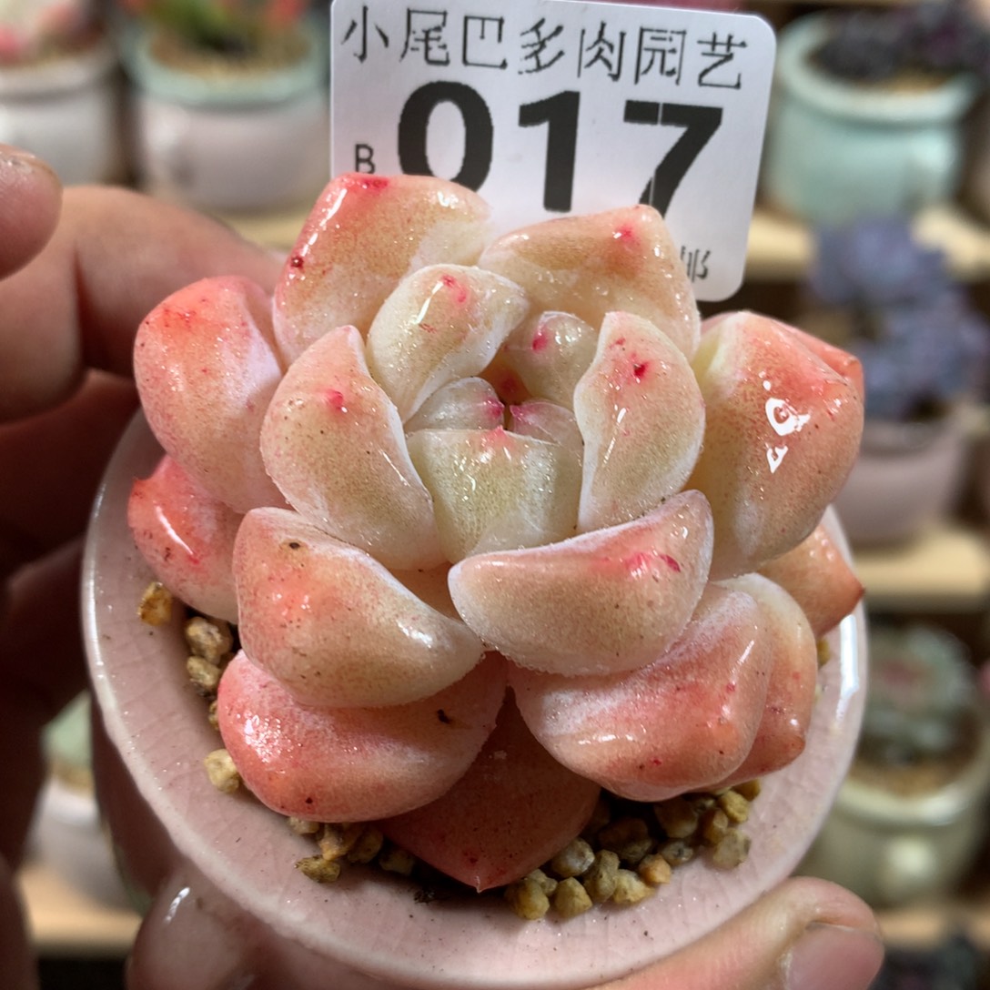 小尾巴多肉园艺迷你拇指盆栽B017