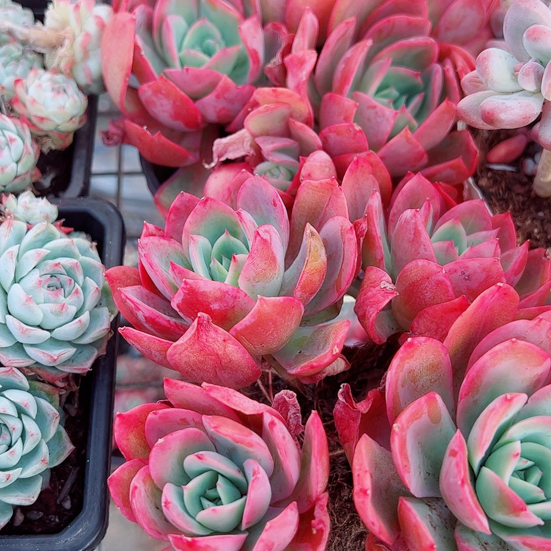 绮罗仙子多头造型二盆