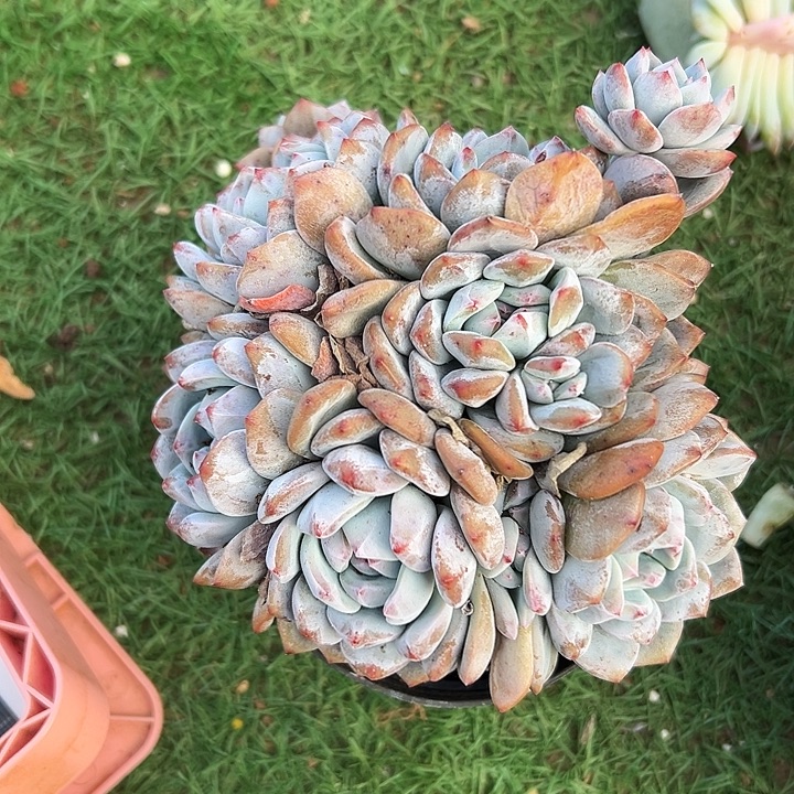 紫皮新颖群生多头多肉