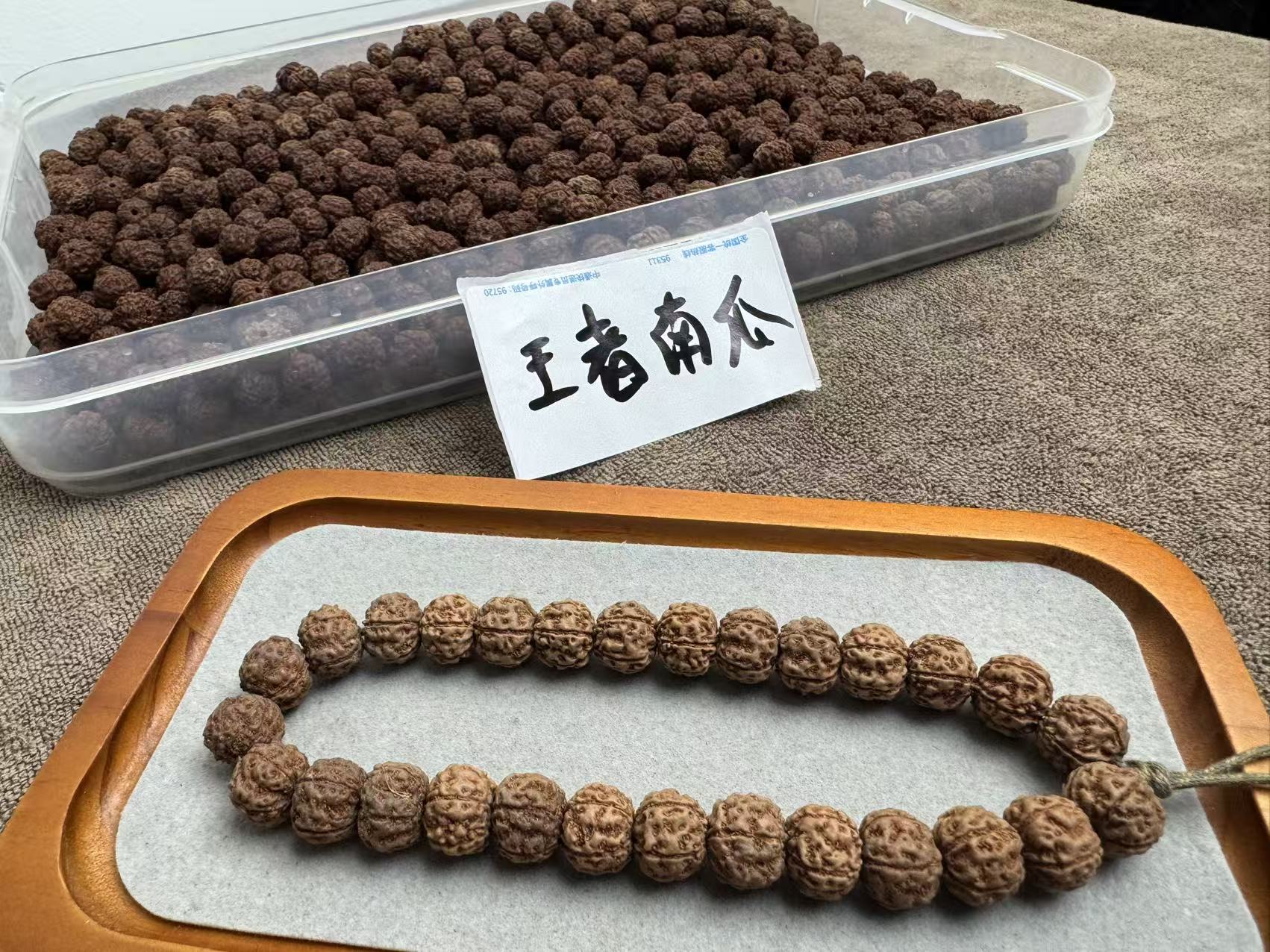 小金刚菩提，树王 王者南瓜桩手持