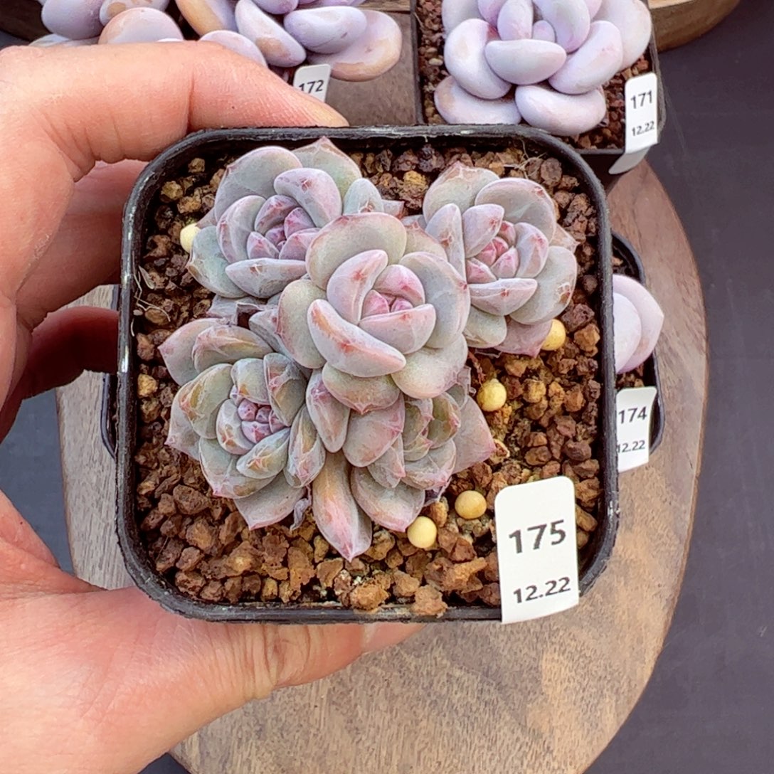 好好看175、哈哈哈哈哈