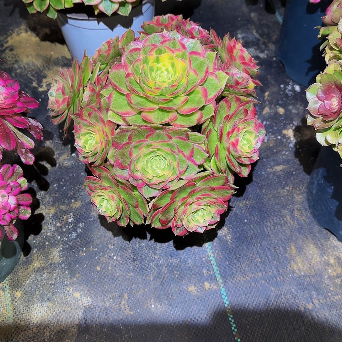 多肉植物海王老庄