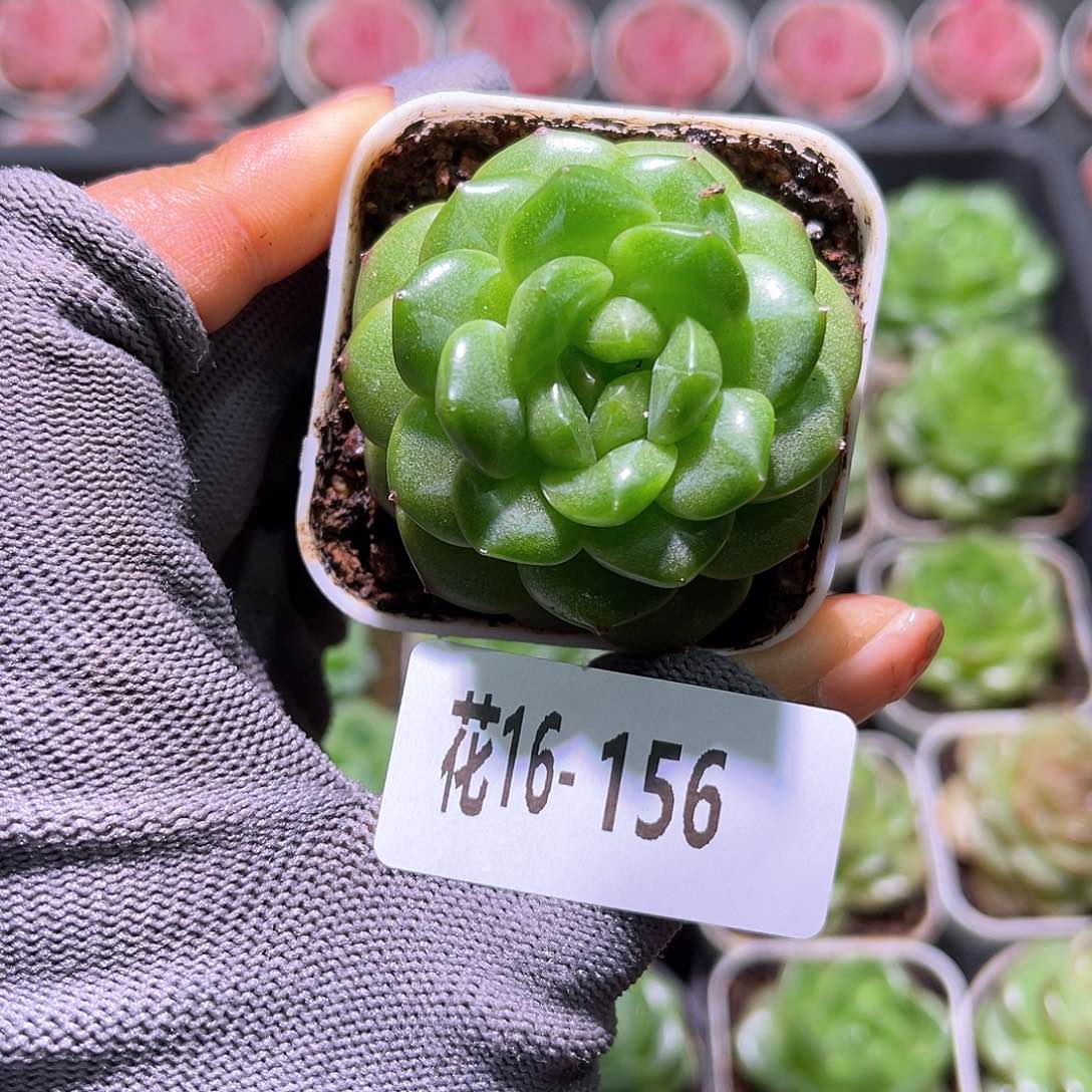 花16-156星辰钻石