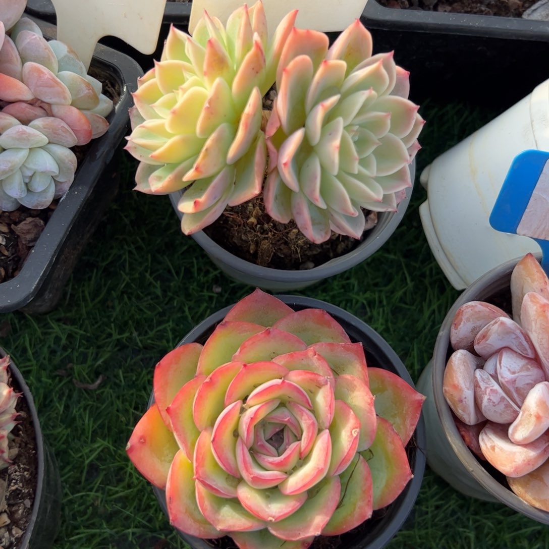 哈密瓜小老桩多肉酱