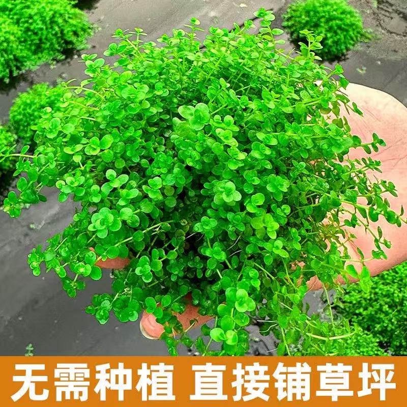 【矮珍珠坨草】阴性横向爬行水草带根懒人草坪快速成景鱼缸增氧