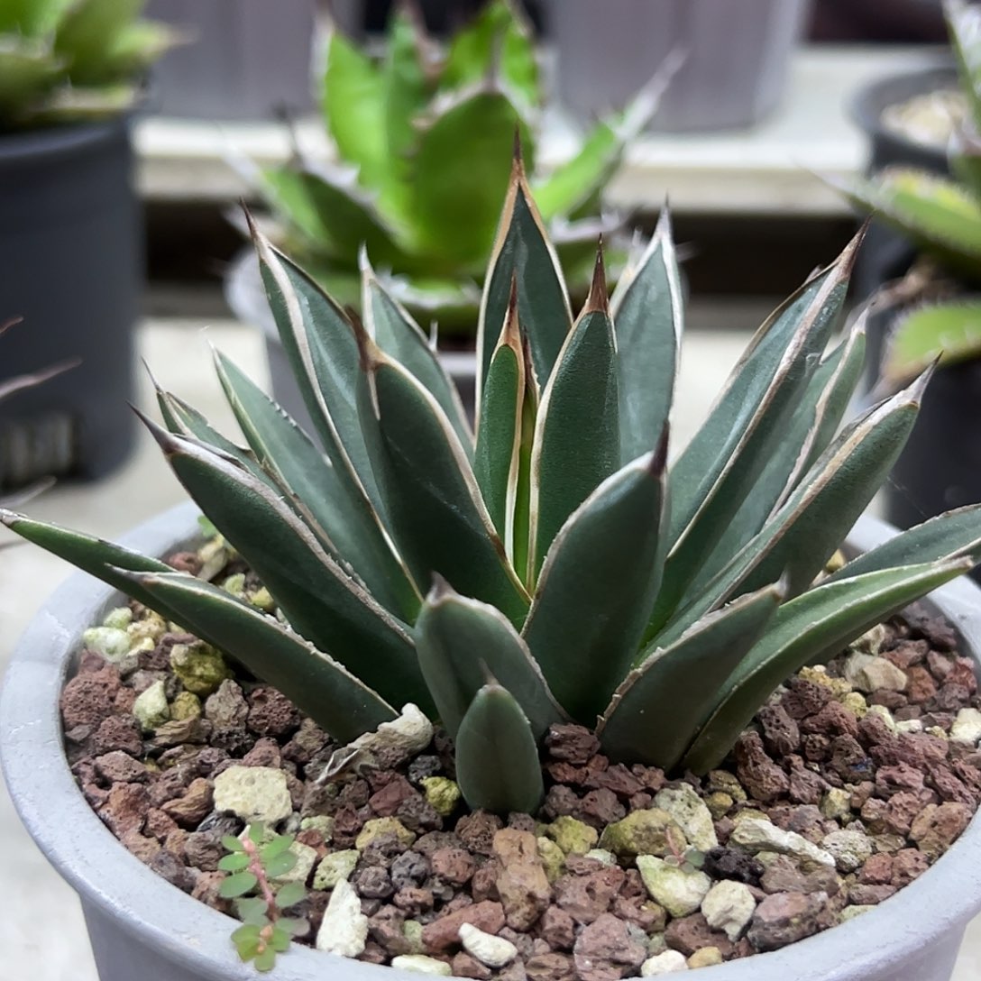 M***n雪岭一物一拍偏远不包邮不退不换