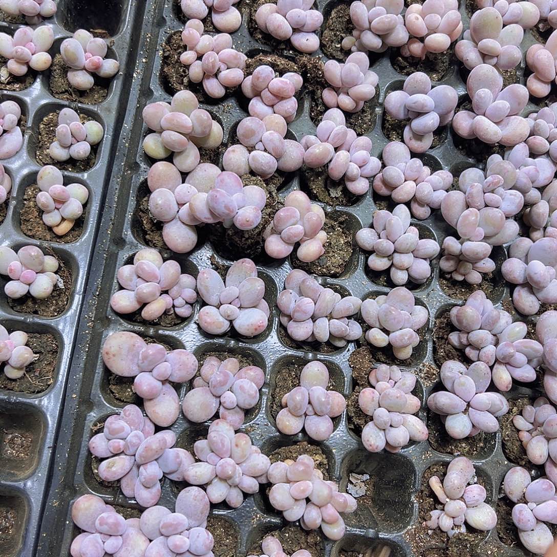 蛋黄奶3个19包油多肉植物