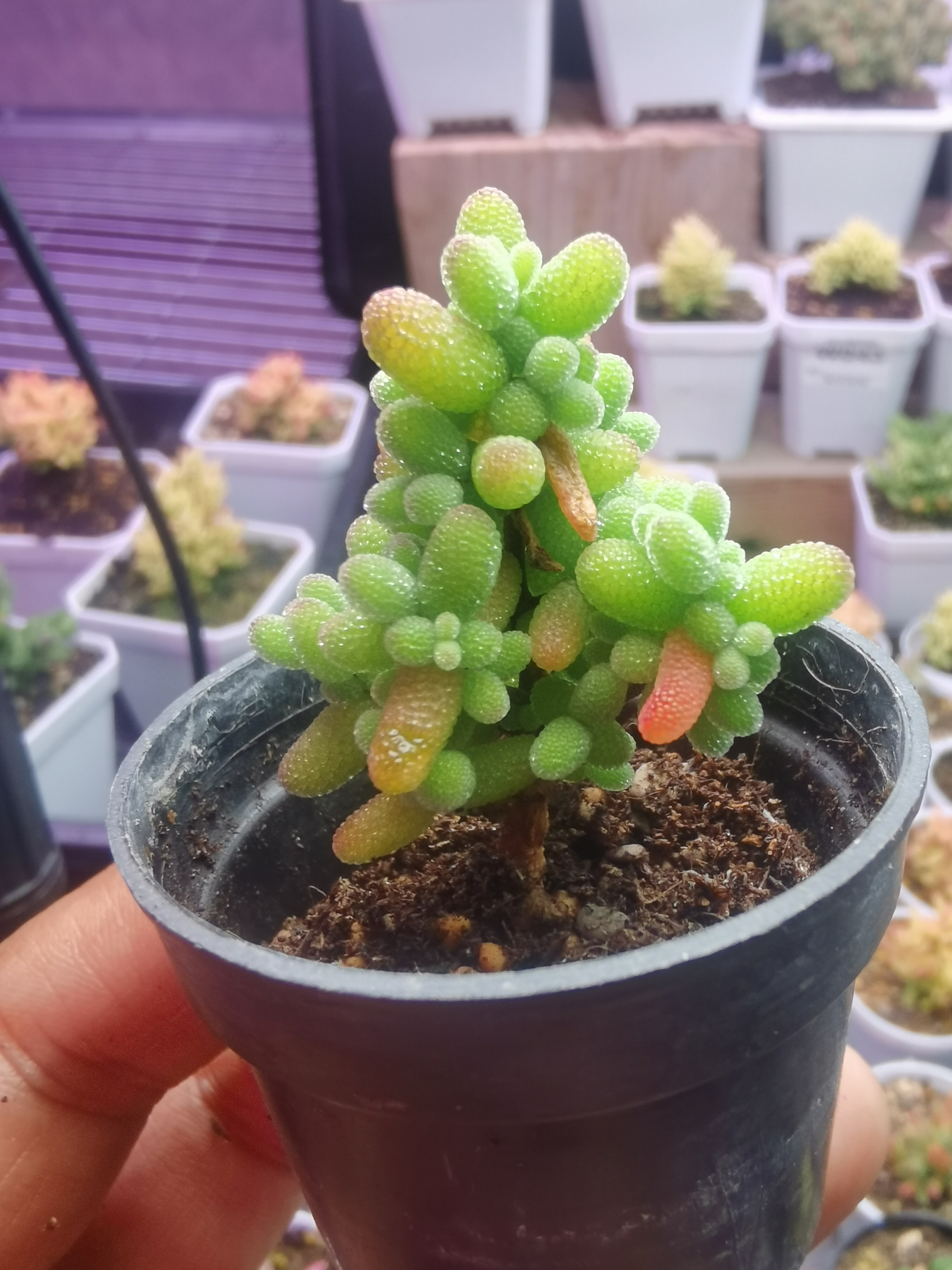 折后多肉植物枝干番杏蜜橘