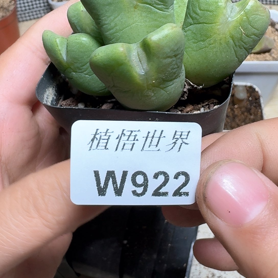 922号多肉植物哇f c