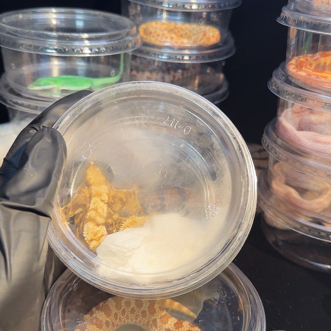 睫角守宫00000003