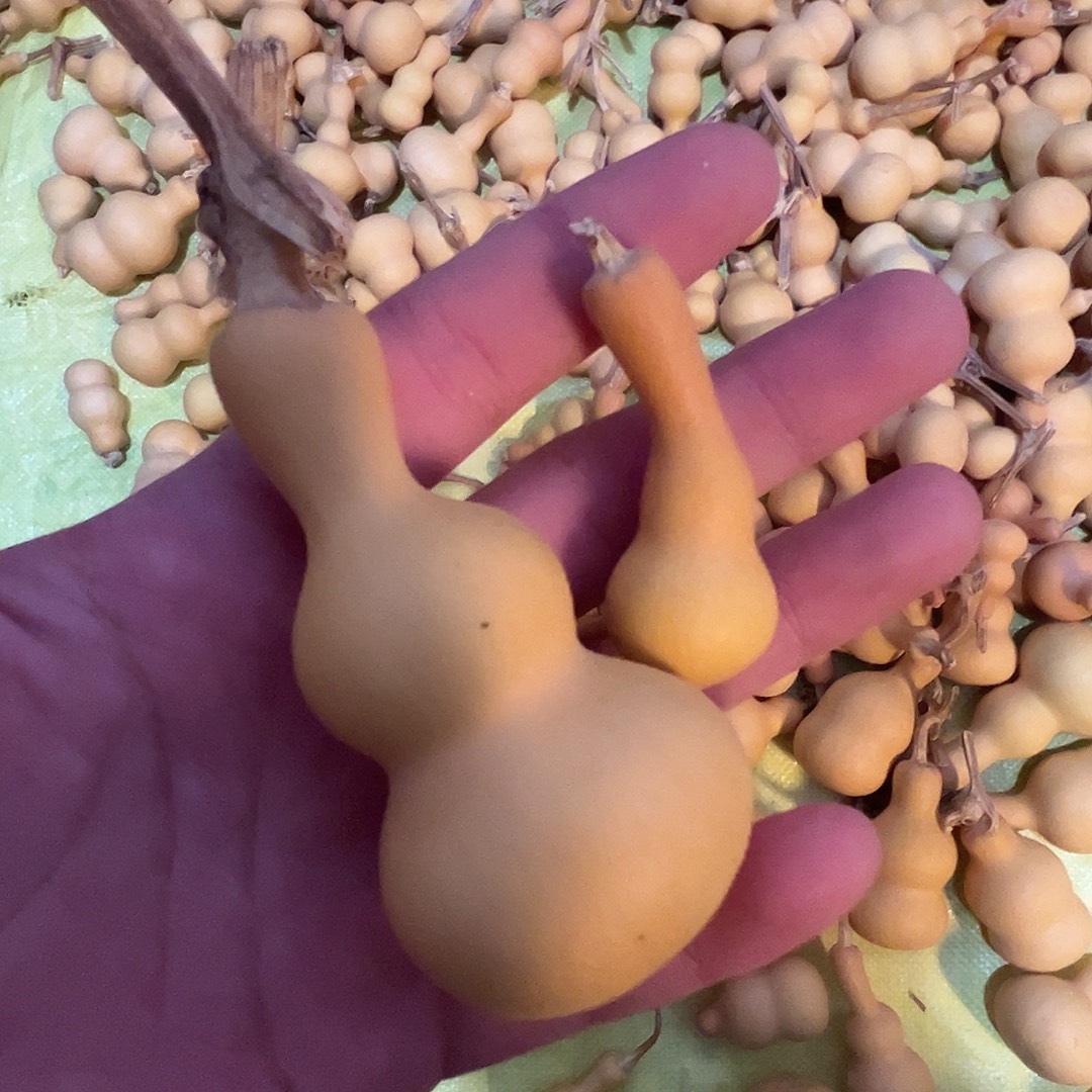 葫芦等多种颜色的花