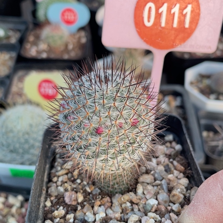 实生幸福0111000000