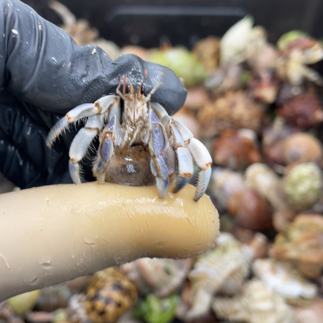 不退不换活体宠物166