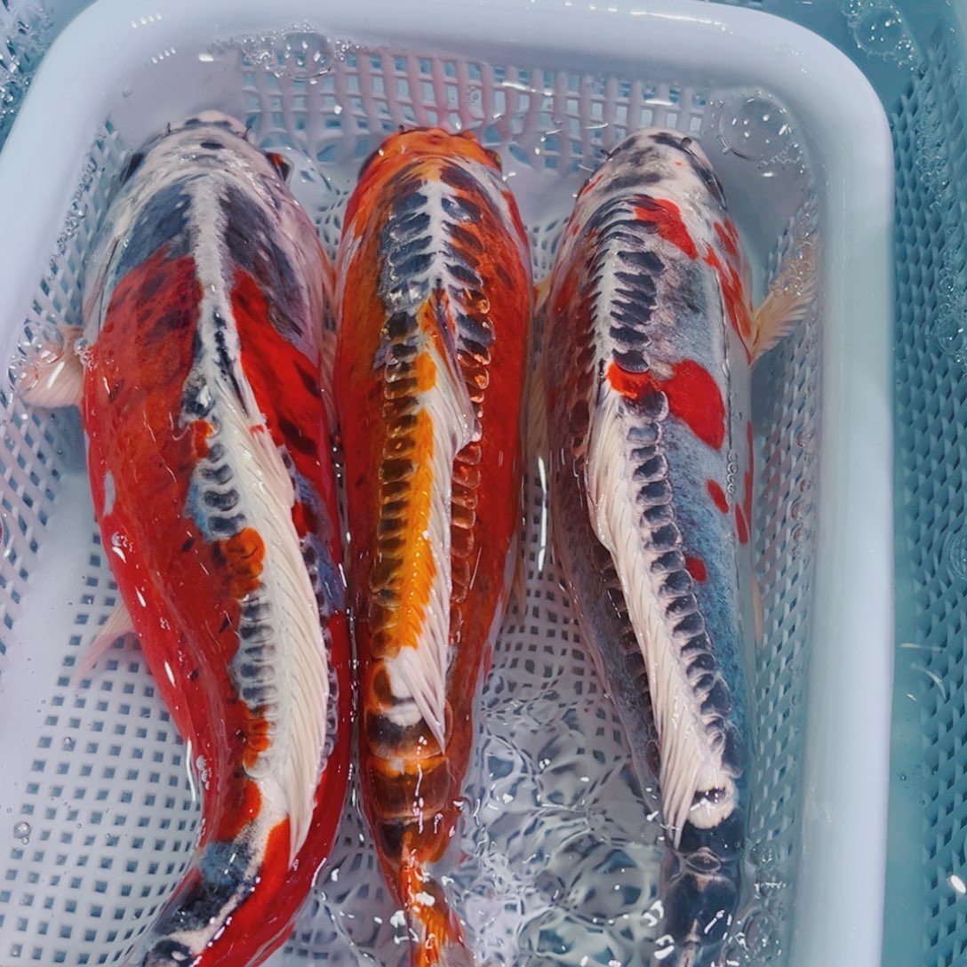 锦鲤锦鲤冷水鱼观赏125