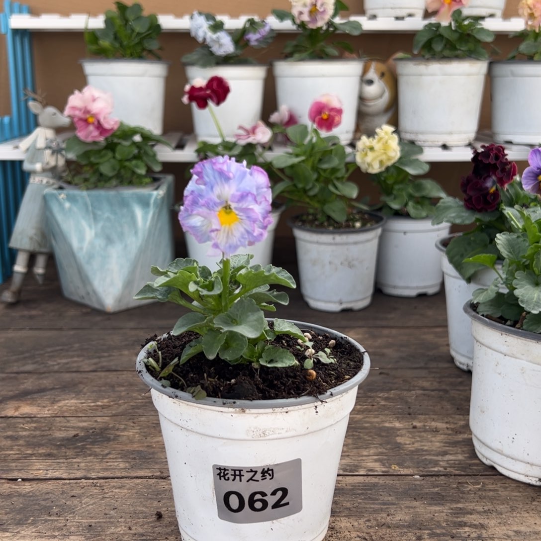 【闪购商品】完全开放062号