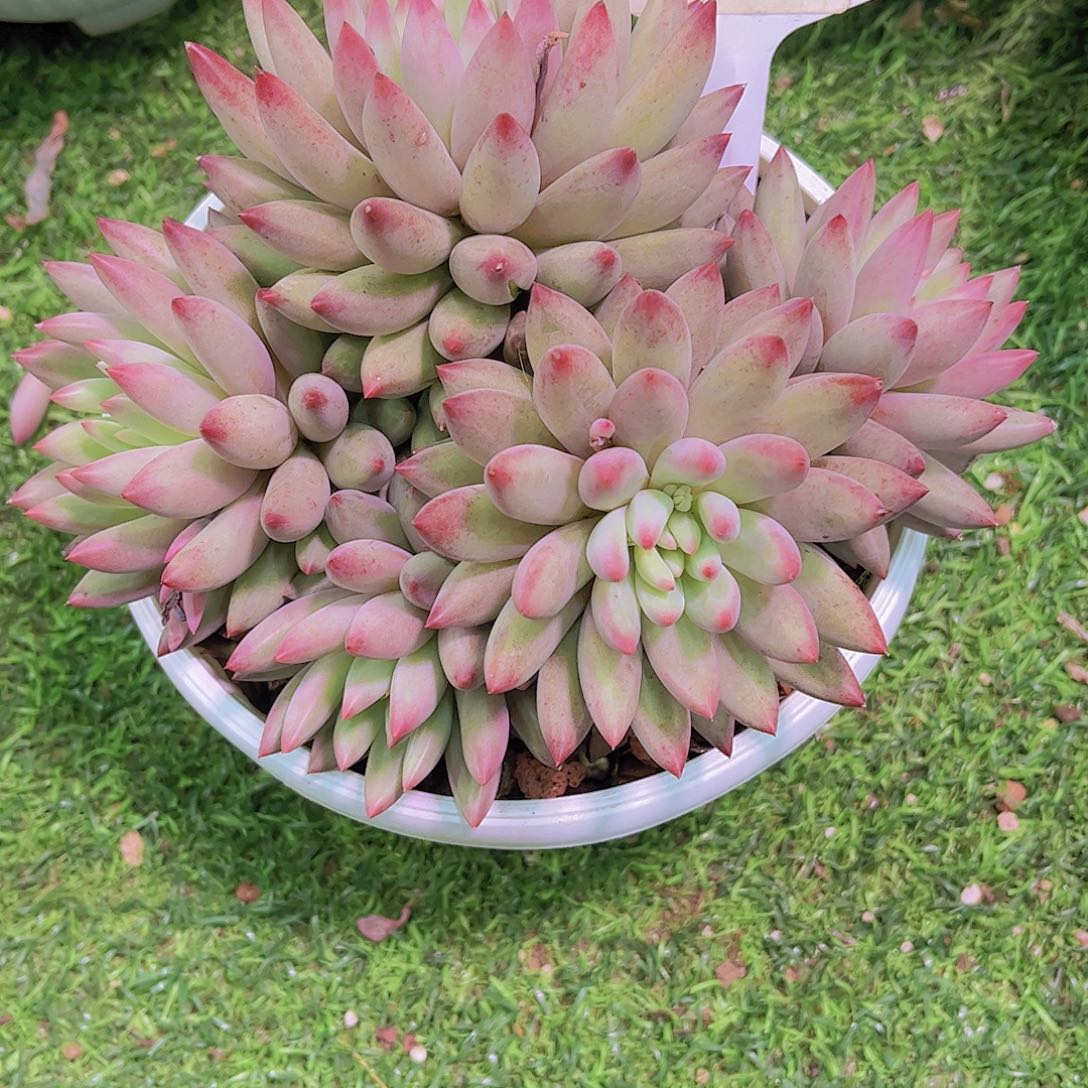 任***甜虞美人Ａ785号一颗一物一拍